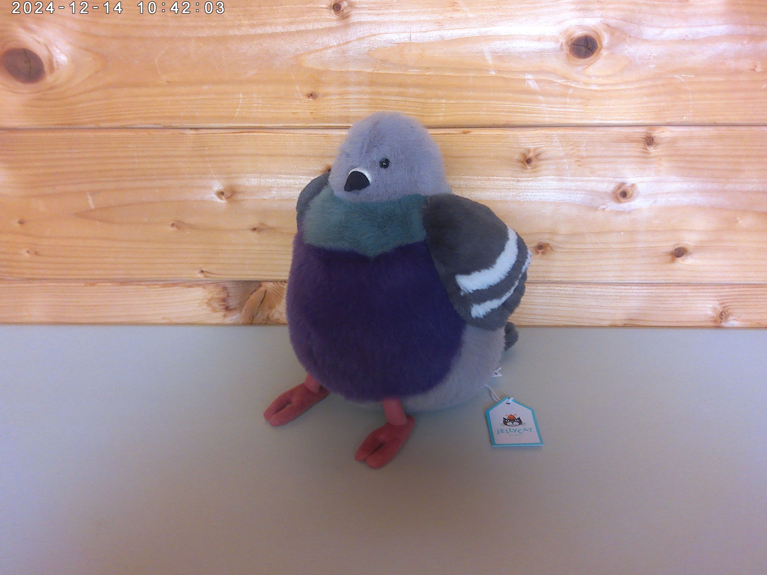  Leicester Pigeon 鳩　ロンドン限定 レスターのピジョンってロンドンだけで売ってるの？オンラインとか